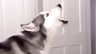 Furry Gay XXX 36